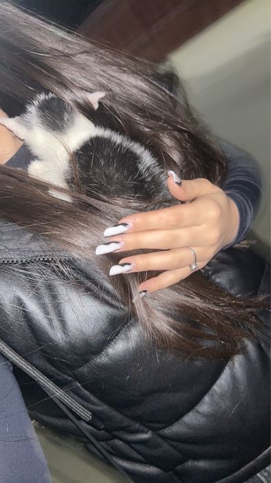 Donez pui pisica-băiețel.