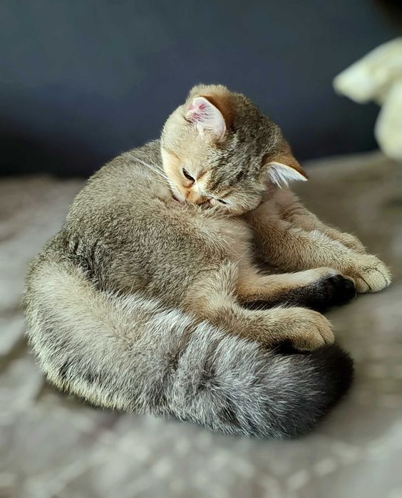 British Shorthair Golden cu pedigree