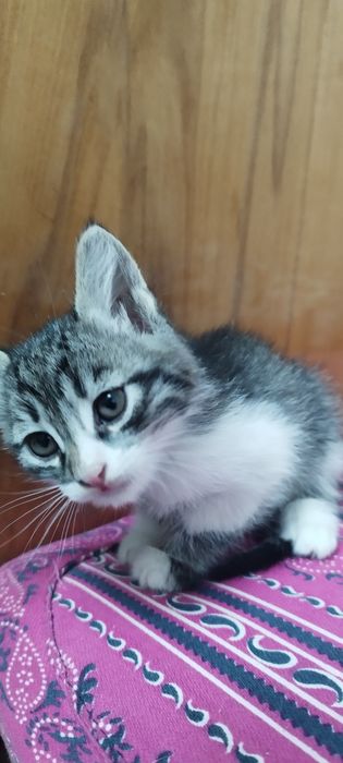 Отдаются котята в добрые руки!
