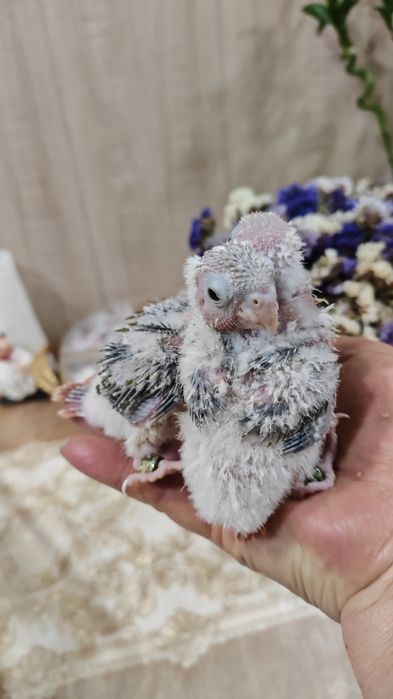 Продаются птенцы Ананасовой Пирруры.