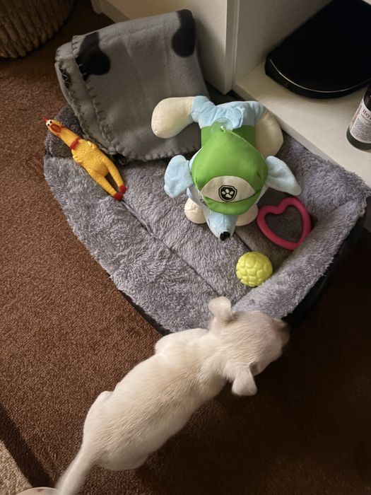 Мини чиху пинчер