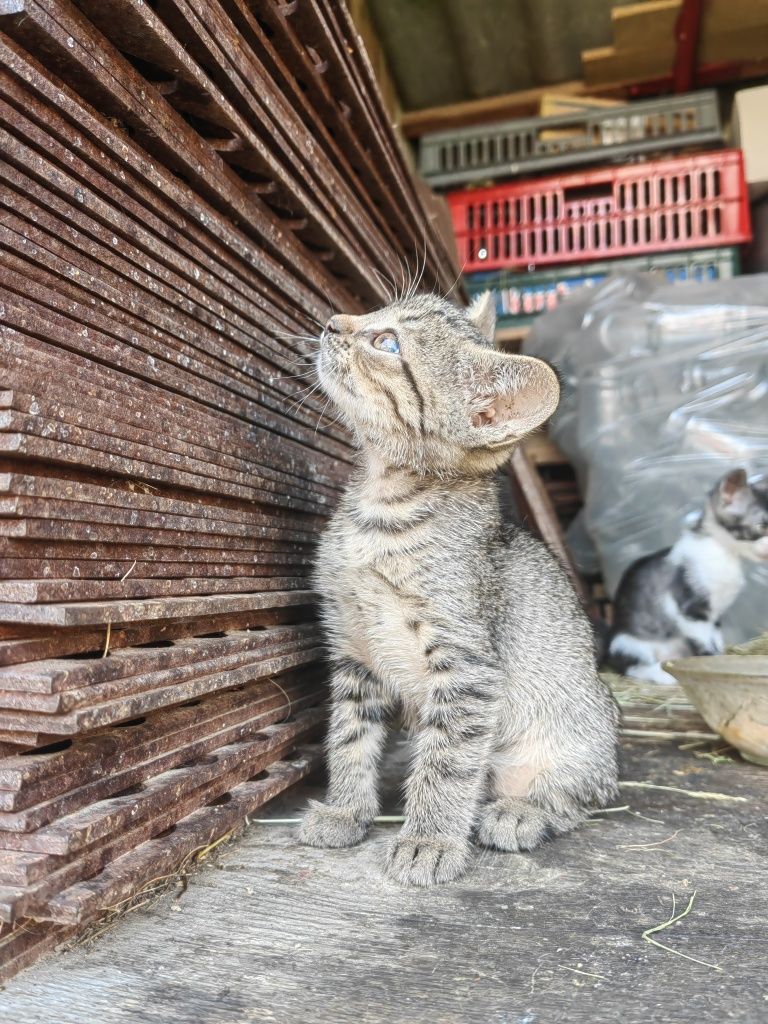 Ofer spre adopție 5 puiuți de pisica jucăuși