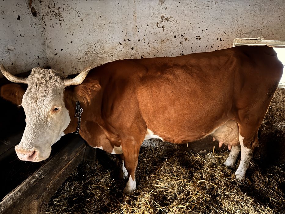 Vând vacă gestantă in 8 luni