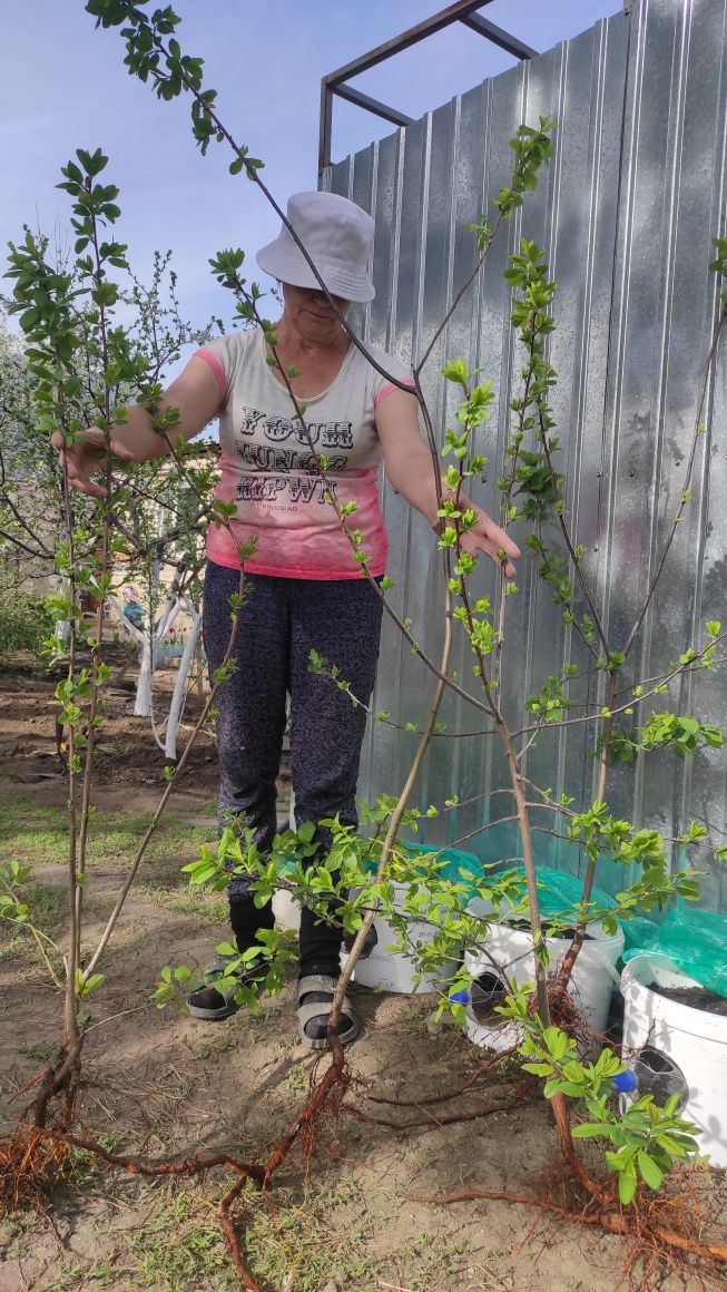 Срочно продам саженцы сливы недорого. Договоримся