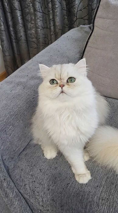 British longhair silver cu ochii verzi pedigree felisa autorizata