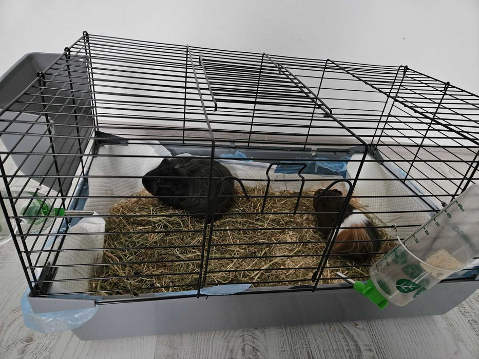 Porcușori de guineea