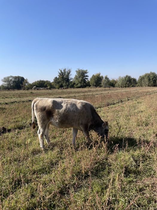 Продам стельных коров породы Алатау/ буаз сиыр сатамын.
