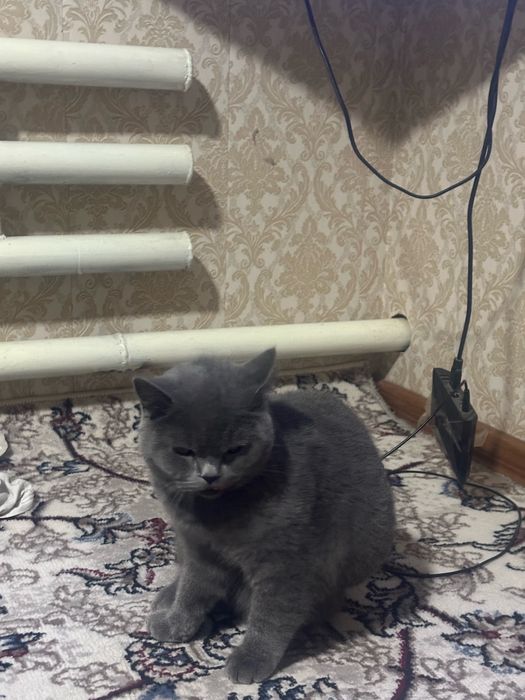 Britanskiy scottish stayt