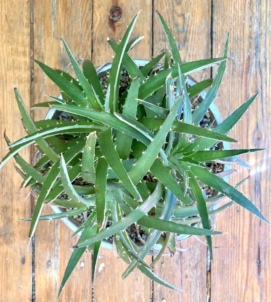 Выносливый суккулент диккия бревифолия (Dyckia Brevifolia), недорого
