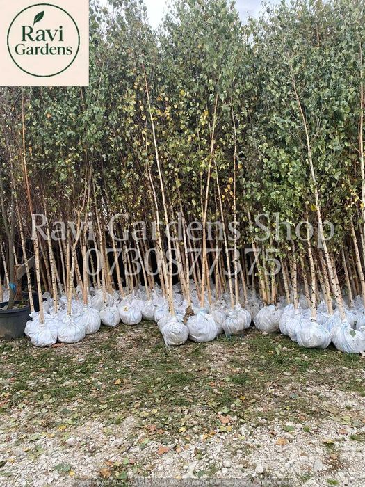 Vânzare Copaci Ornamentali: Tei, Platan | ZERO RISC