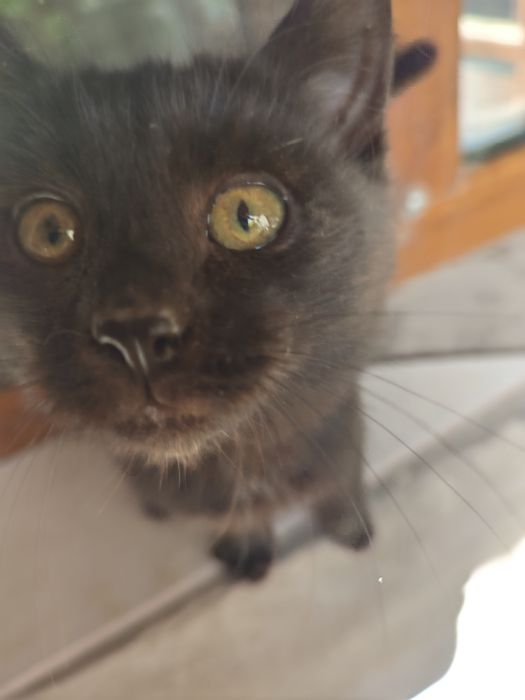 Котёнок чёрный мальчик ищет дом, 2 месяца
