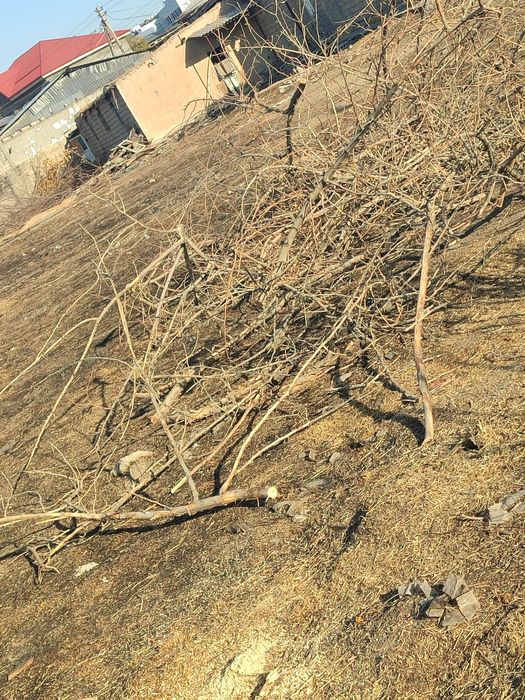 Утин текинга, дрова бесплатно