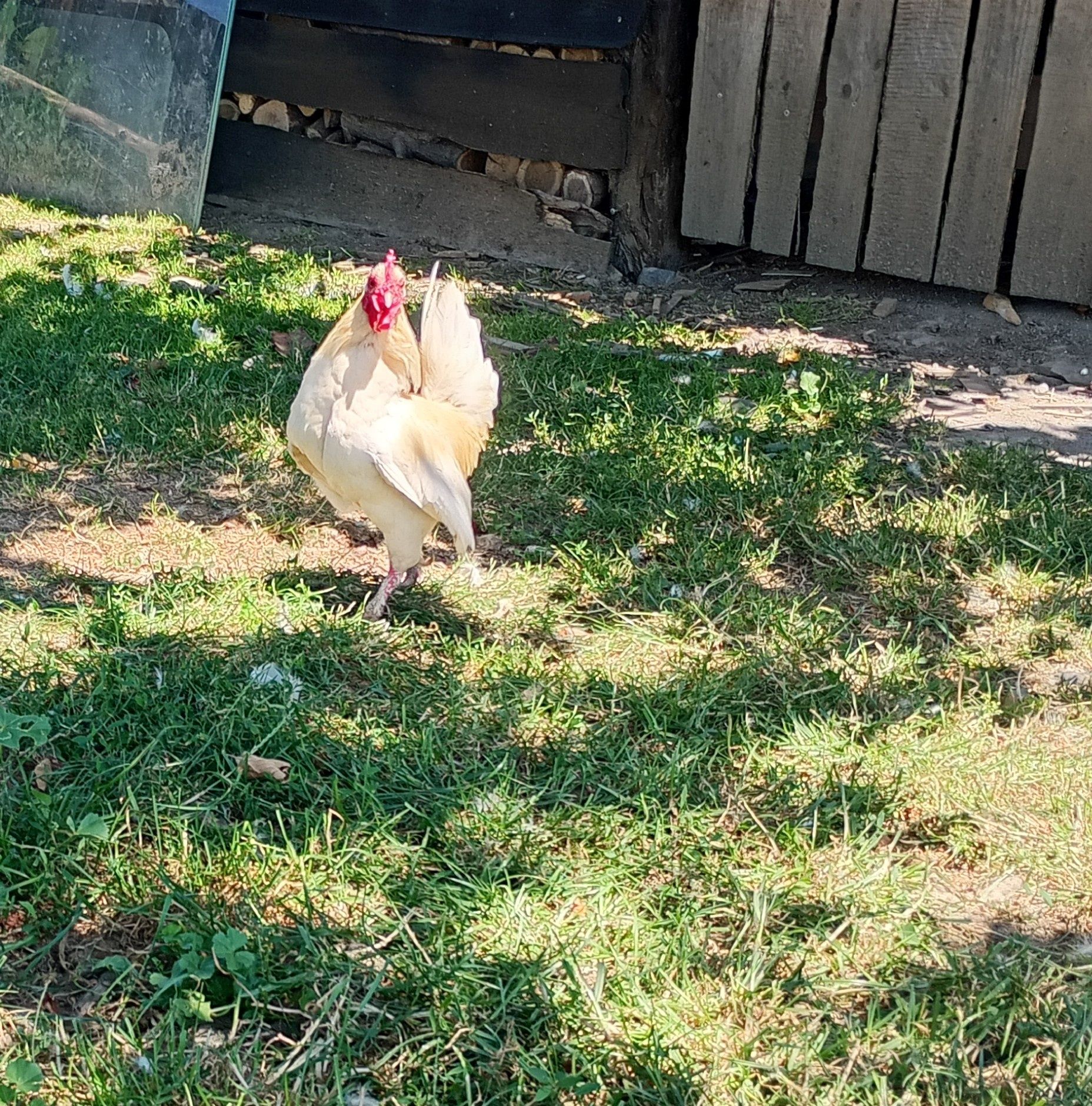 Cocoși americani