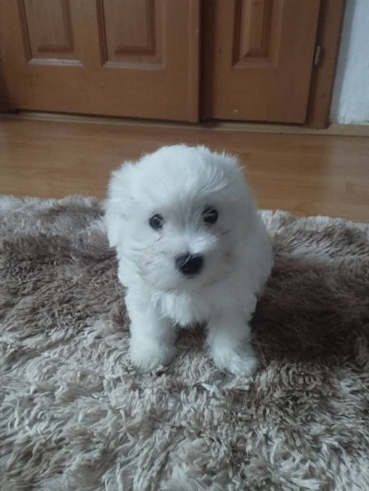 Bichon Maltez Mini Toy