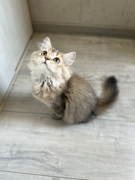 Котенок шиншилла девочка, срочно