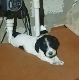 Продам щенков русского кокер спаниеля