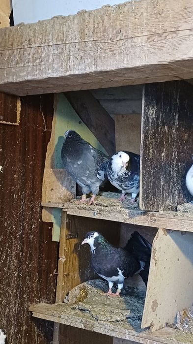 30 броя гълъби.  .