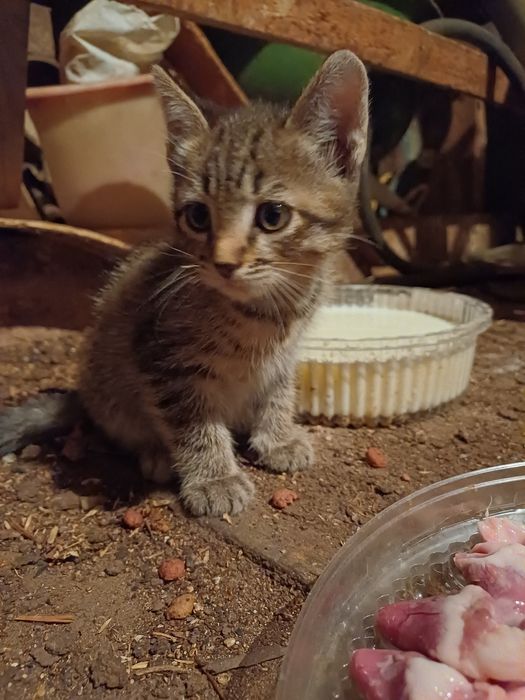 Котята (кот и кошка)