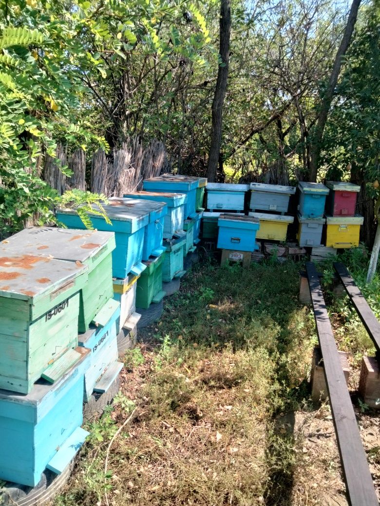 Vand lăzi pt stupi 10 rame