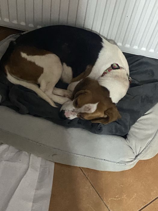 Donație – Beagle tricolor, femelă, 4 ani