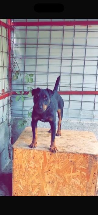 Puppy Jagdterrier / vanatoare