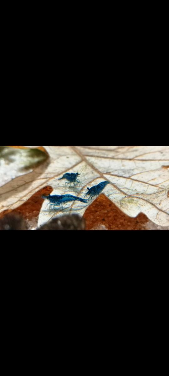 Creveți acvariu blue dream neocaridina stoc 400 bucati