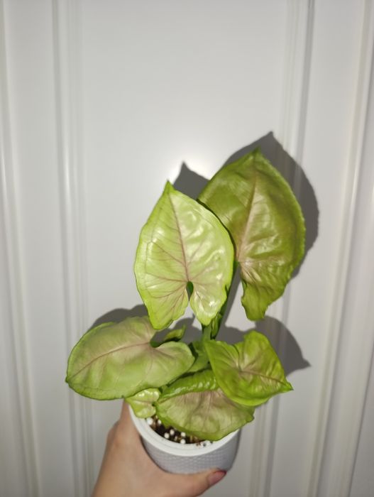 Продаётся сингониум