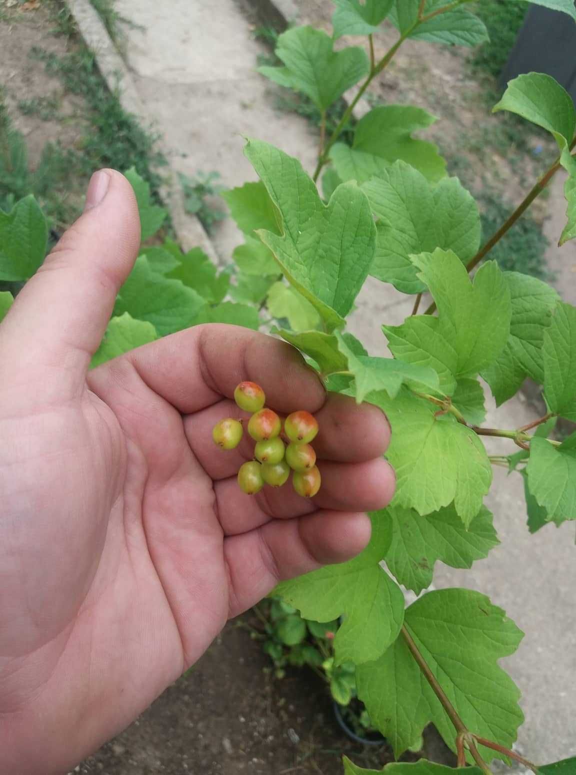 Офика - Sorbus aucuparia,Червена калина viburnum opulus и Жълта калина