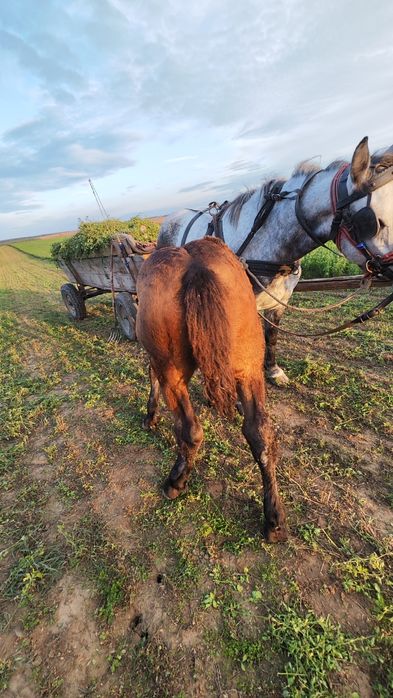 Manz de vanzare 6 luni