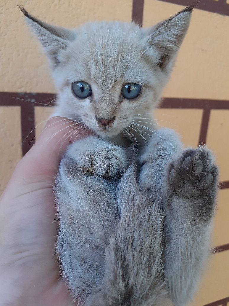 Oq mala jotdor mushug