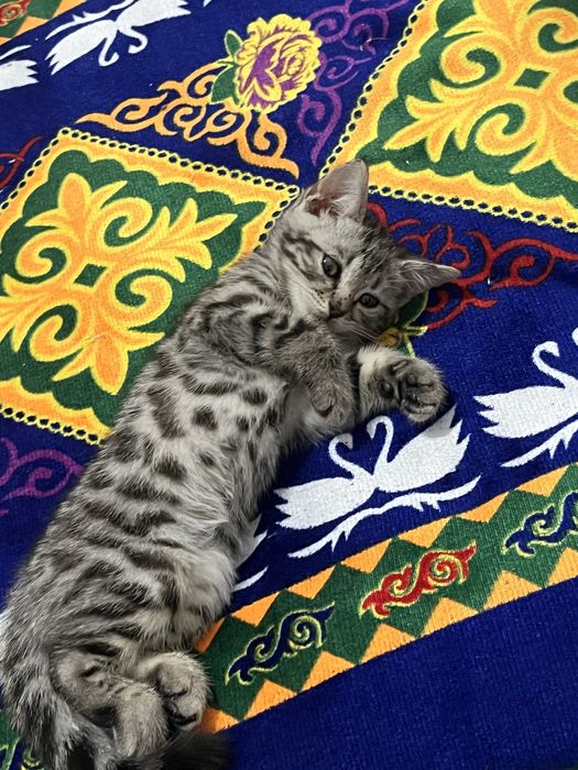 Котенок Бенгальский