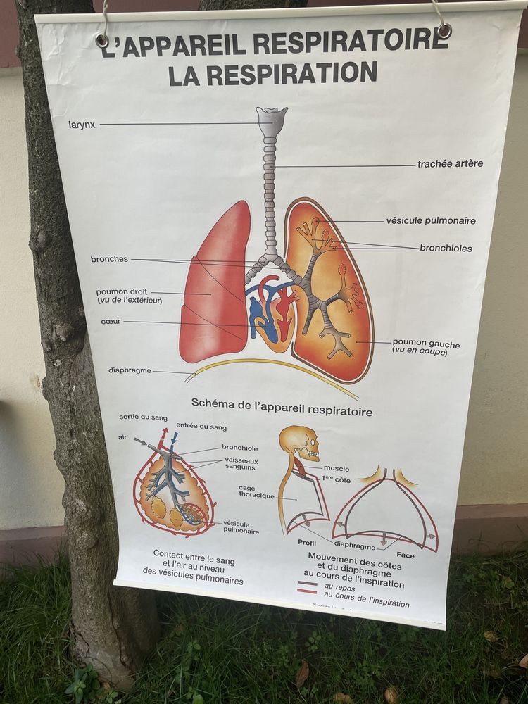 Lot 9 planșe didactice pânza plastificat