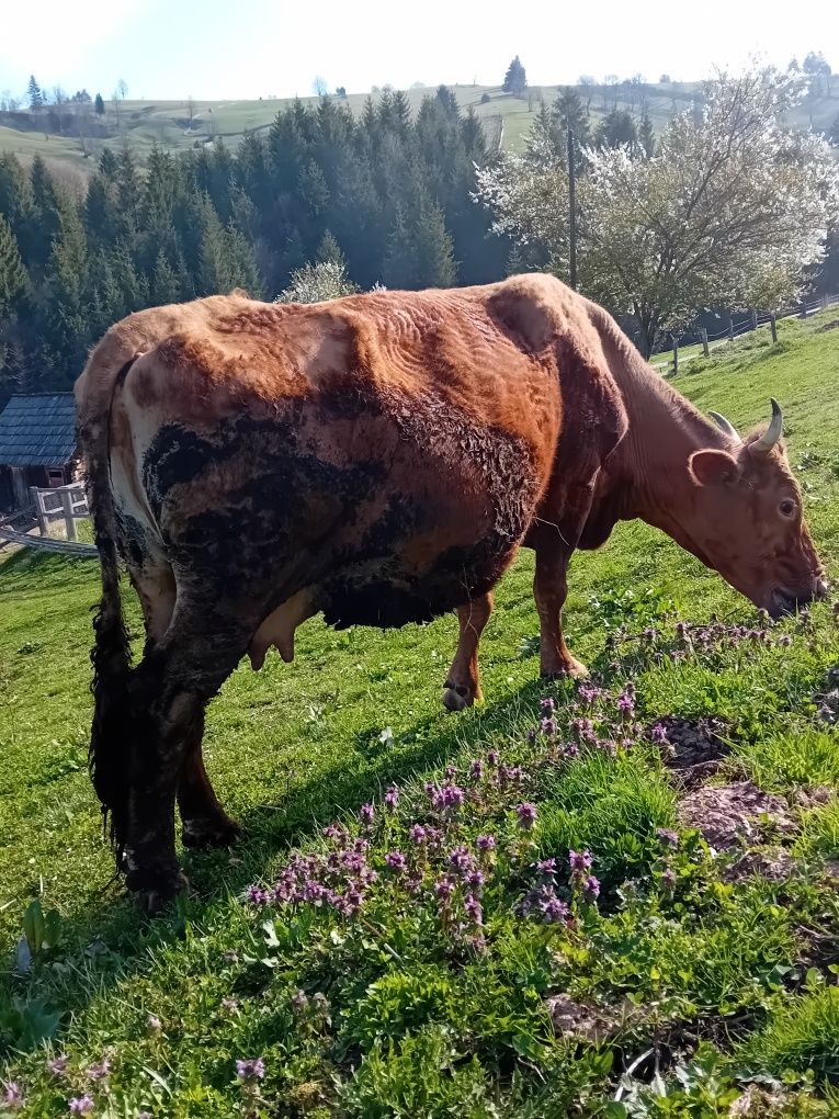 Vacă de vânzare foarte bună de lapte