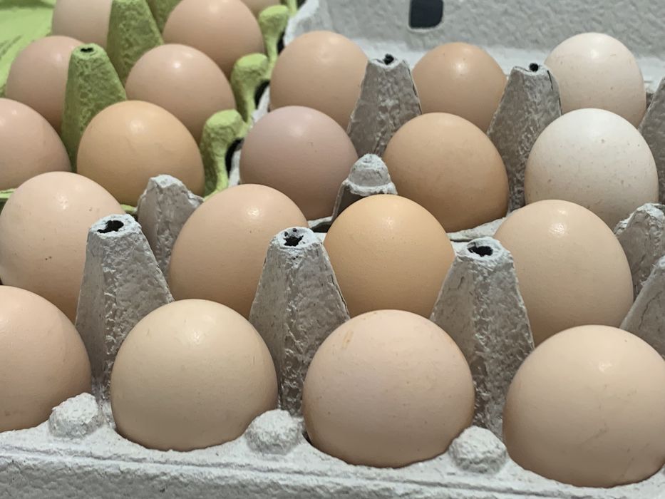 Vand oua Australorp