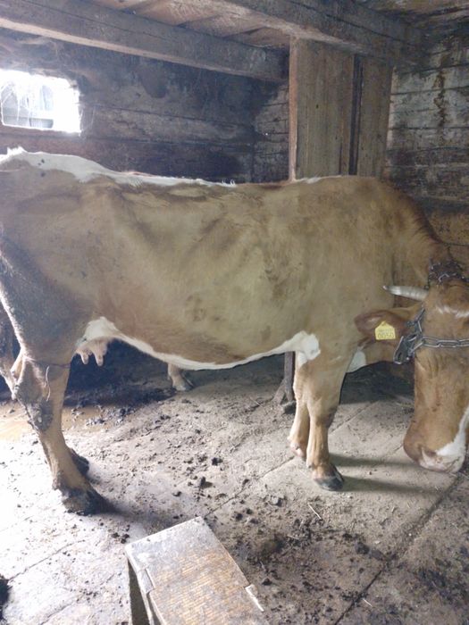 Vind o vaca baltata romaneasca