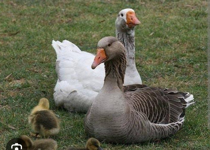 Продам гусей домашних