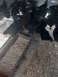 Vand pui australorp negru albastrui