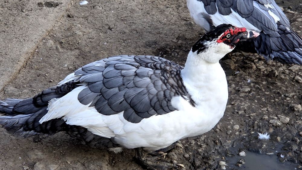 Rate lesesti (mute) cotofana. Diaponibile 2 culori