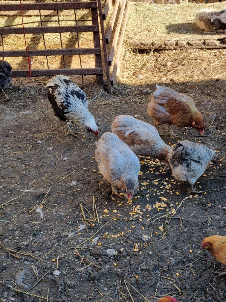Oua ptr incubat araucana ,marans ,mii de flori ,gaste africane