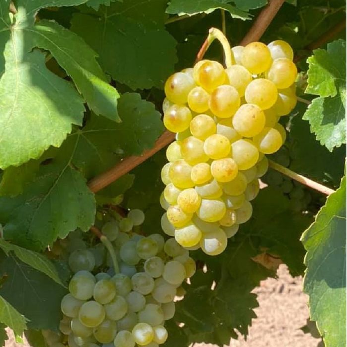 Vita De Vie Altoită (DE VIN )