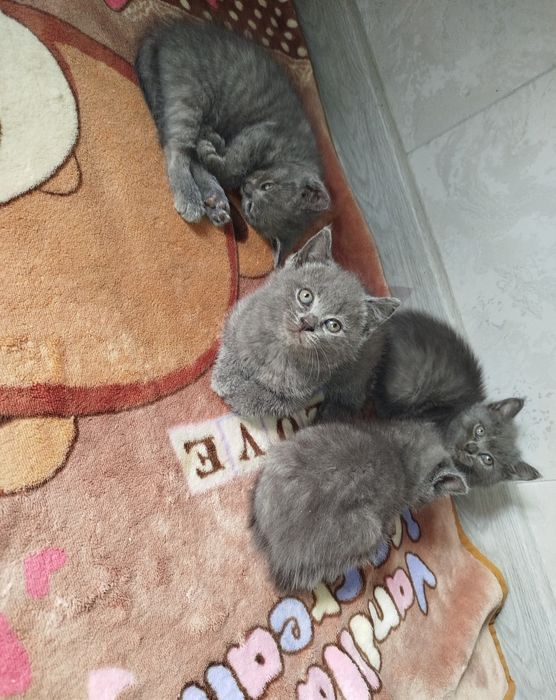 Продаются котята скоттиш страйт