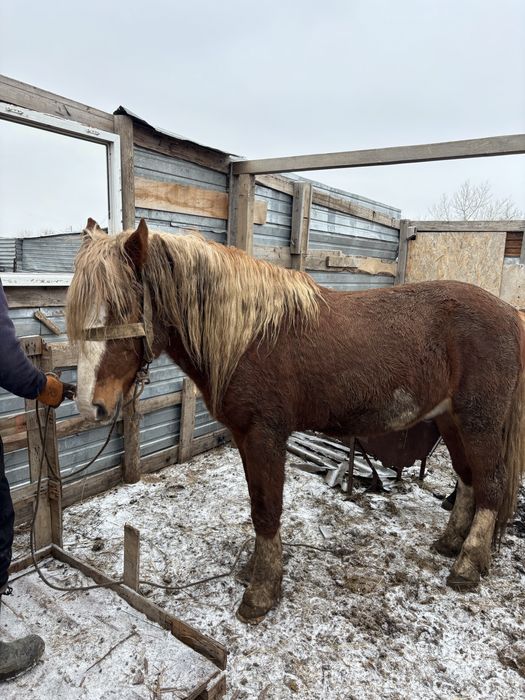 Айғыр 9лет ездовой