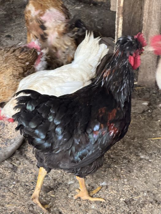 Разплодени яйца от различни породи!