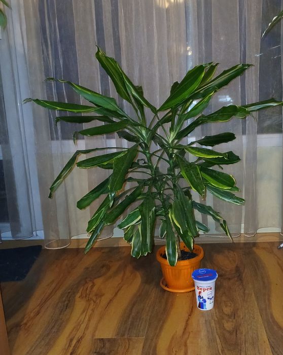 Драцена фрагранс