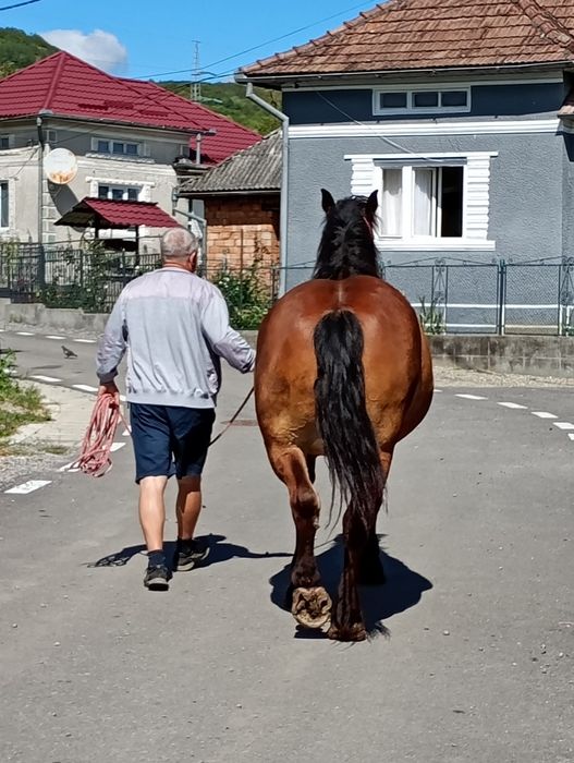 Iapa de cinci ani, de vanzare, foarte blanda