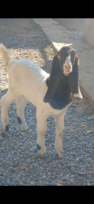 Коза таза қанды битал пародалы еркек лақ сатылады