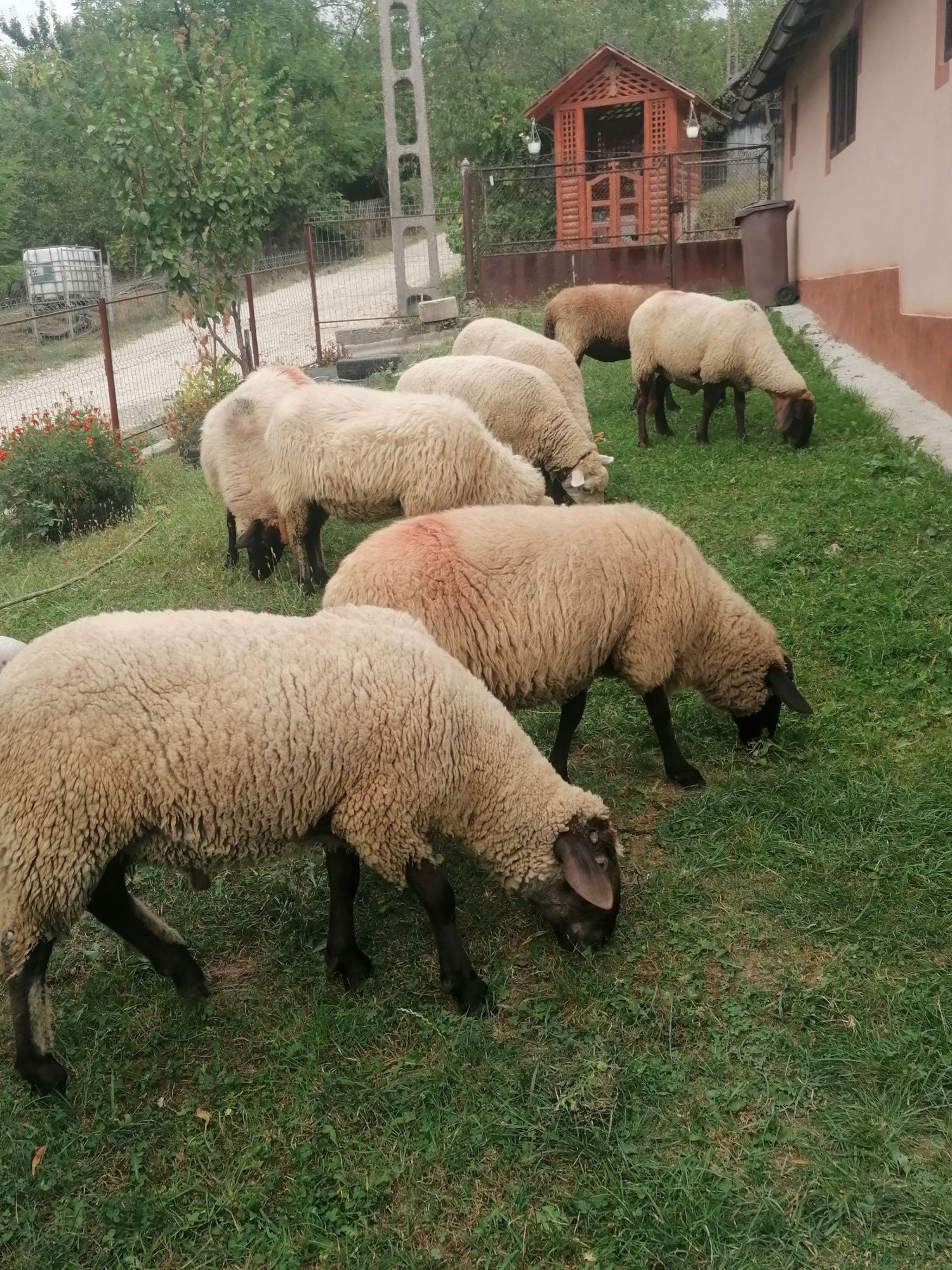 Vând berbec vârstă 1 an 8 luni