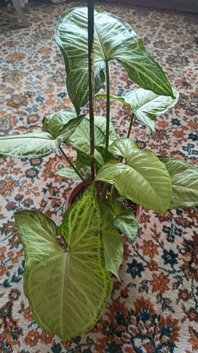 Сингониум
Тропическая лиана