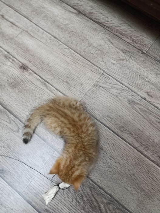 Золотистая шиншилла Скотиш страйт котенок