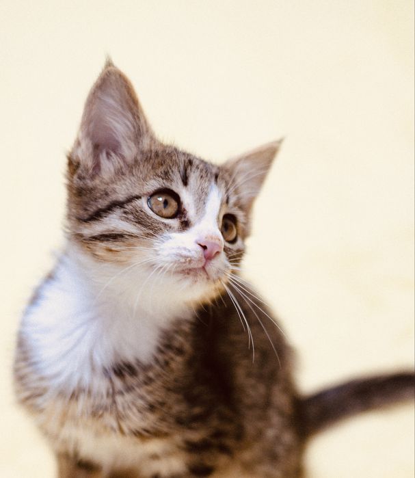 Отдам котенка, девочка 2 мес, окрас Табби